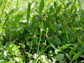 38_Ophrys mouche